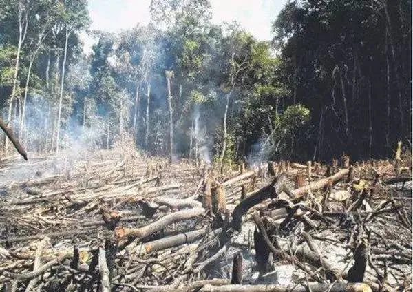 Image: 中國大陸森林焚燒